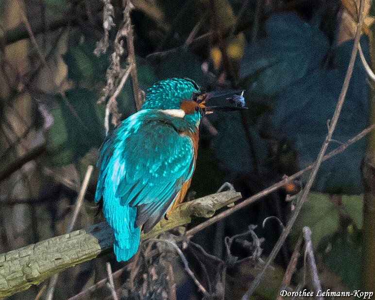 Eisvogel