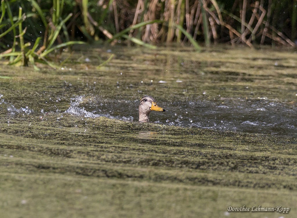 Stockenten