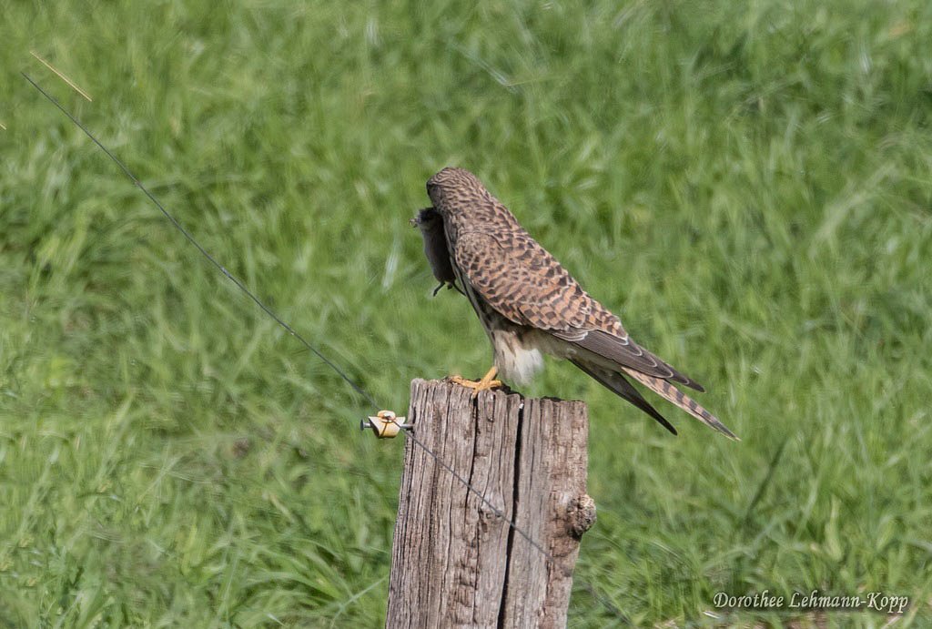 Turmfalke, weiblich
