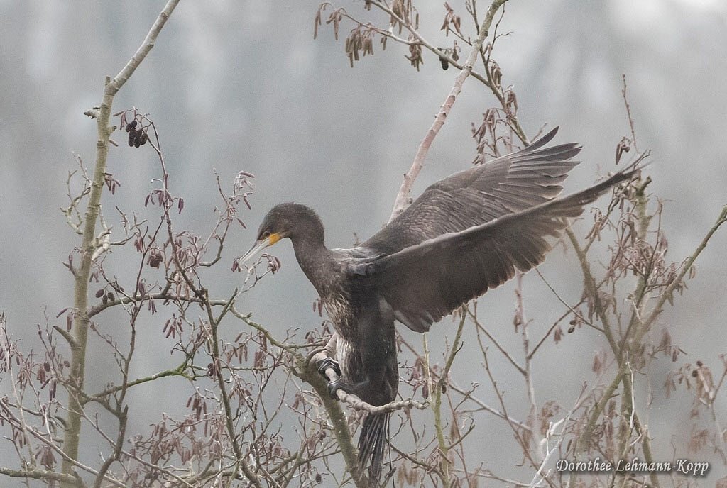 Kormoran