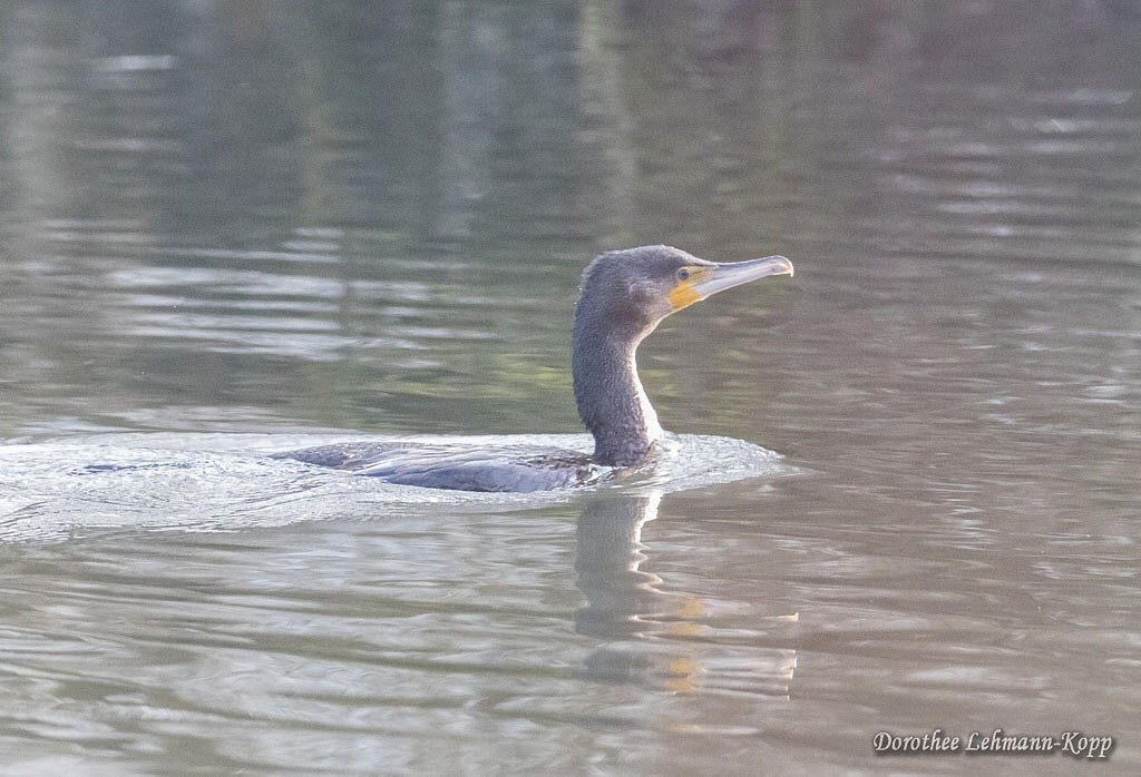 Kormoran
