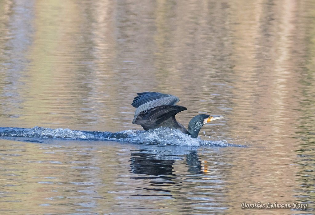 Kormoran