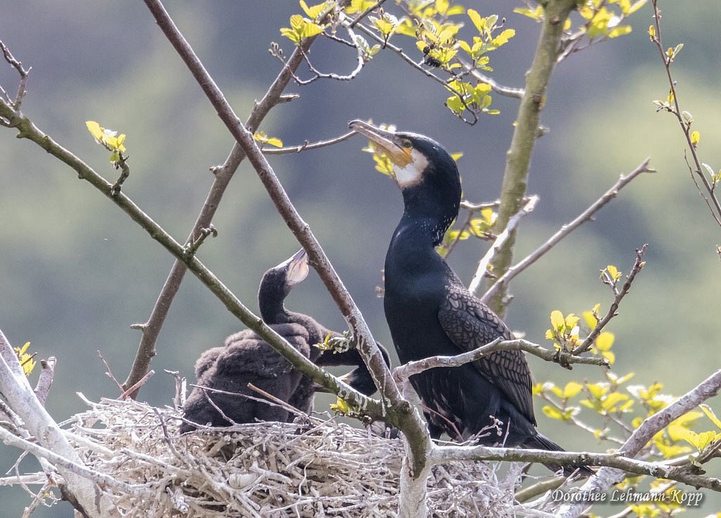 Kormoran mit Nestlingen, Belegbild