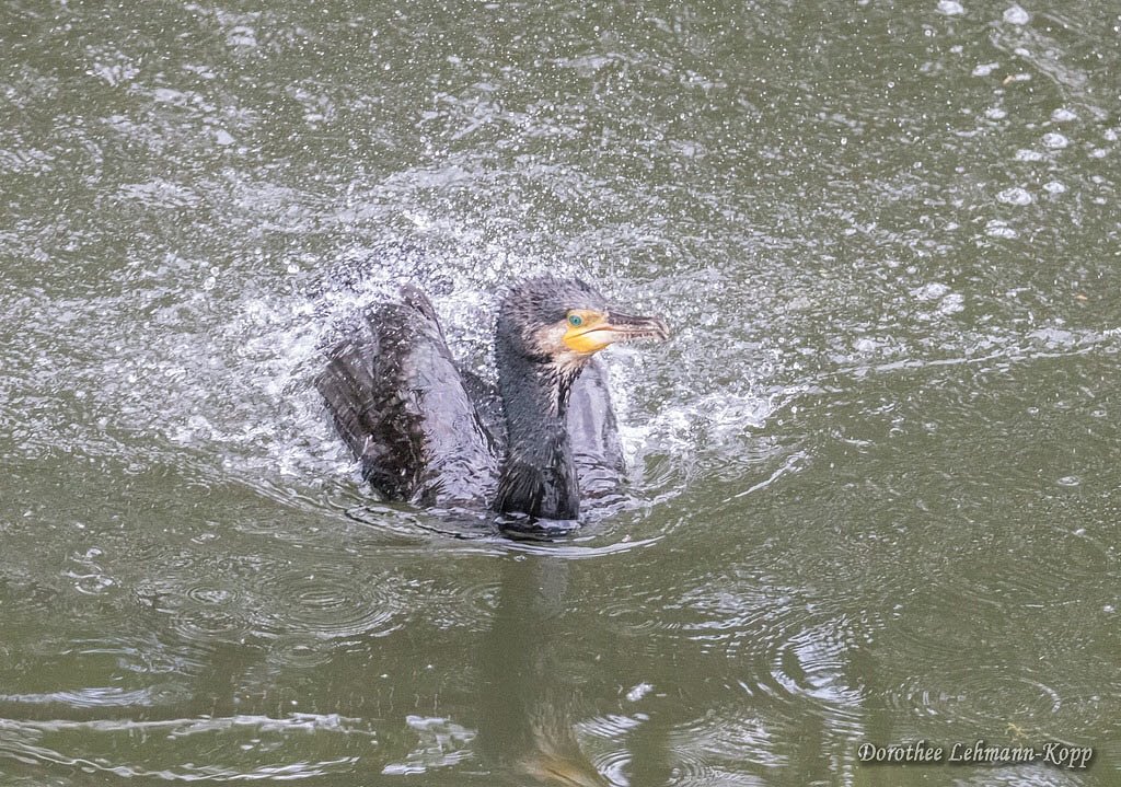 Kormoran