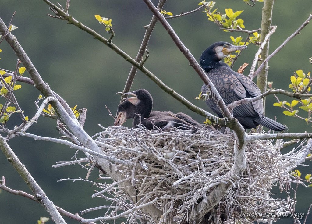 Kormoran mit Nestlingen, Belegbild
