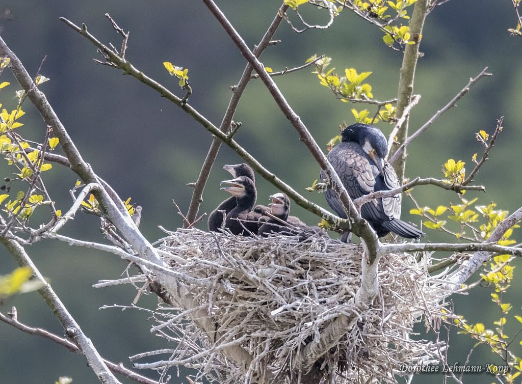 Kormoran mit Nestlingen, Belegbild