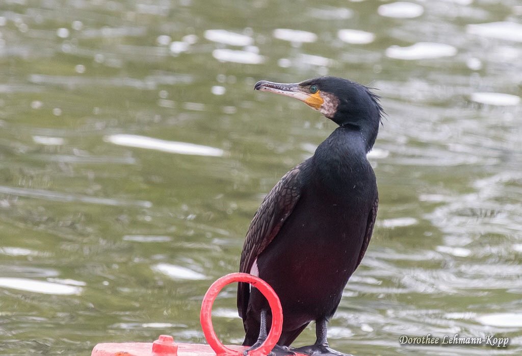 Kormoran