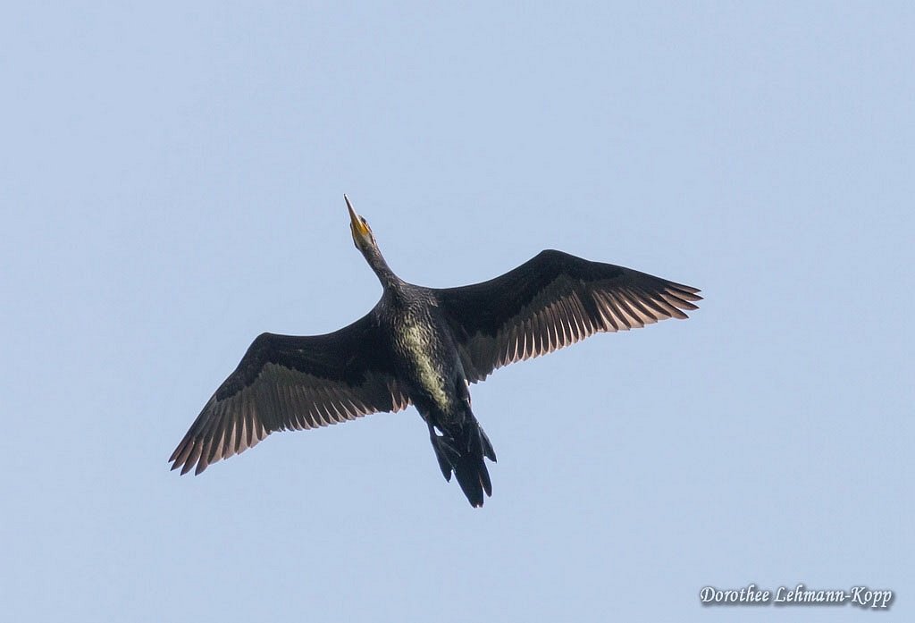 Kormoran