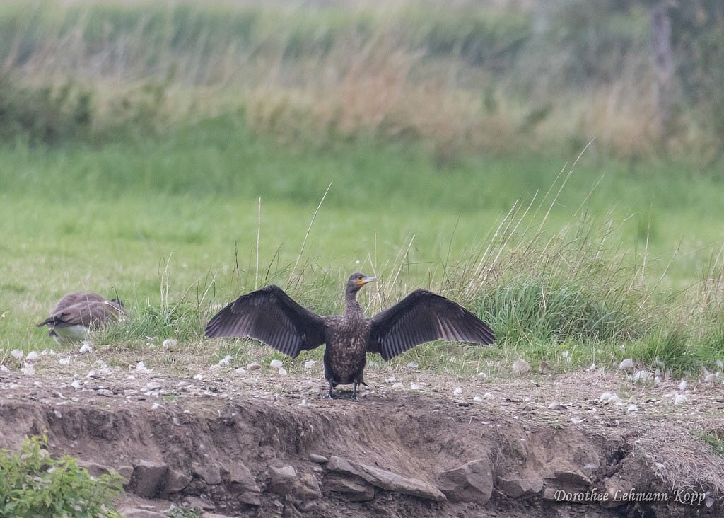 Kormoran