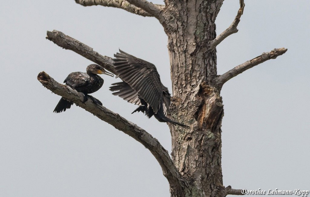 Kormoran