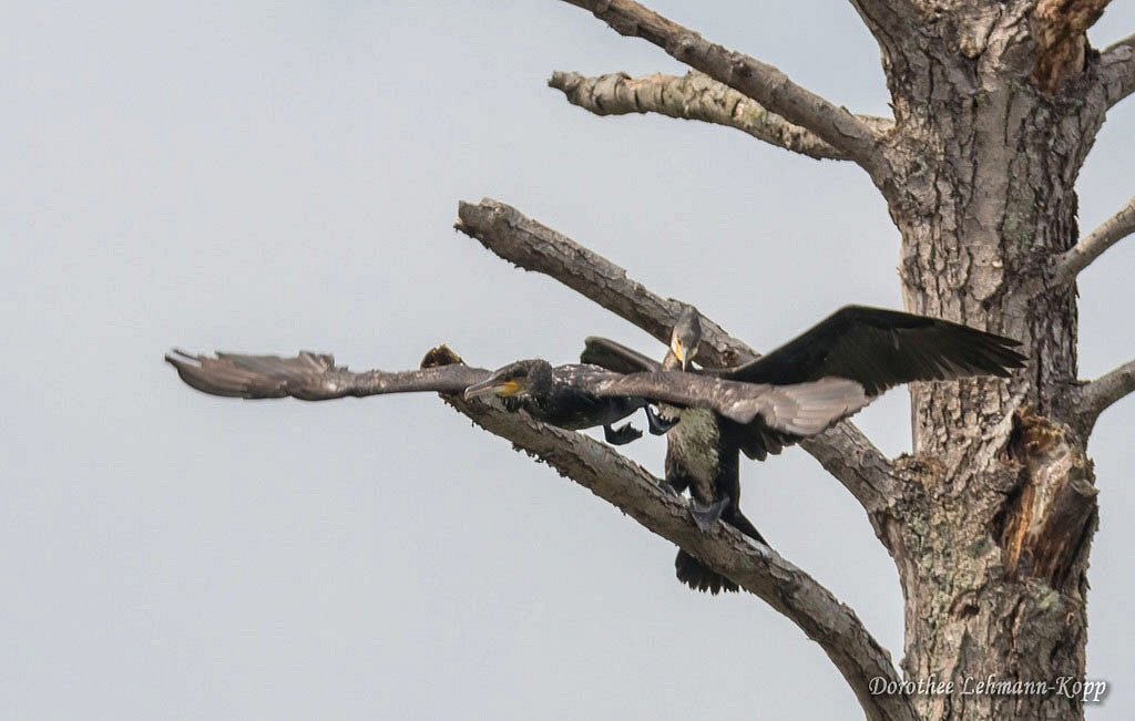Kormoran