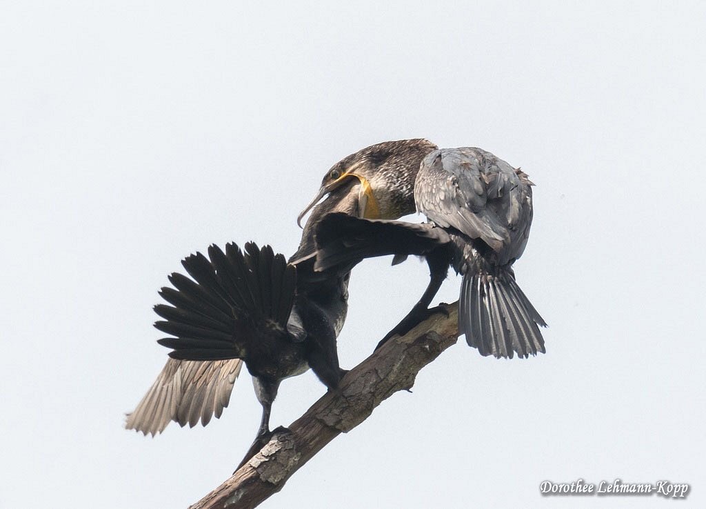 Kormoran Fuetterung