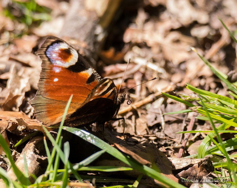 Tagpfauenauge