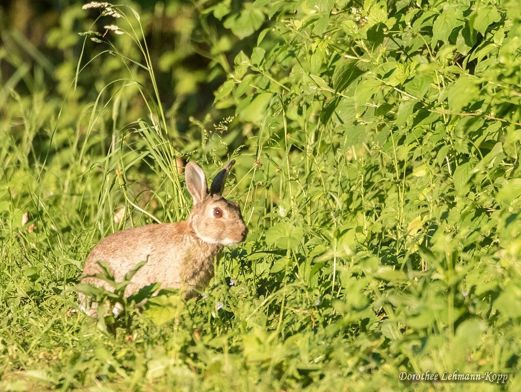 Kaninchen im NSG