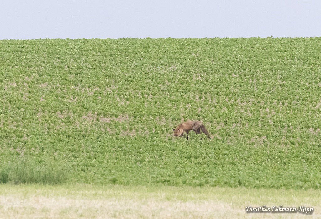 Fuchs, Belegbild 