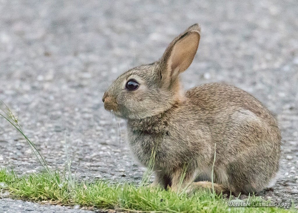 Kaninchen NSG Stauseebogen