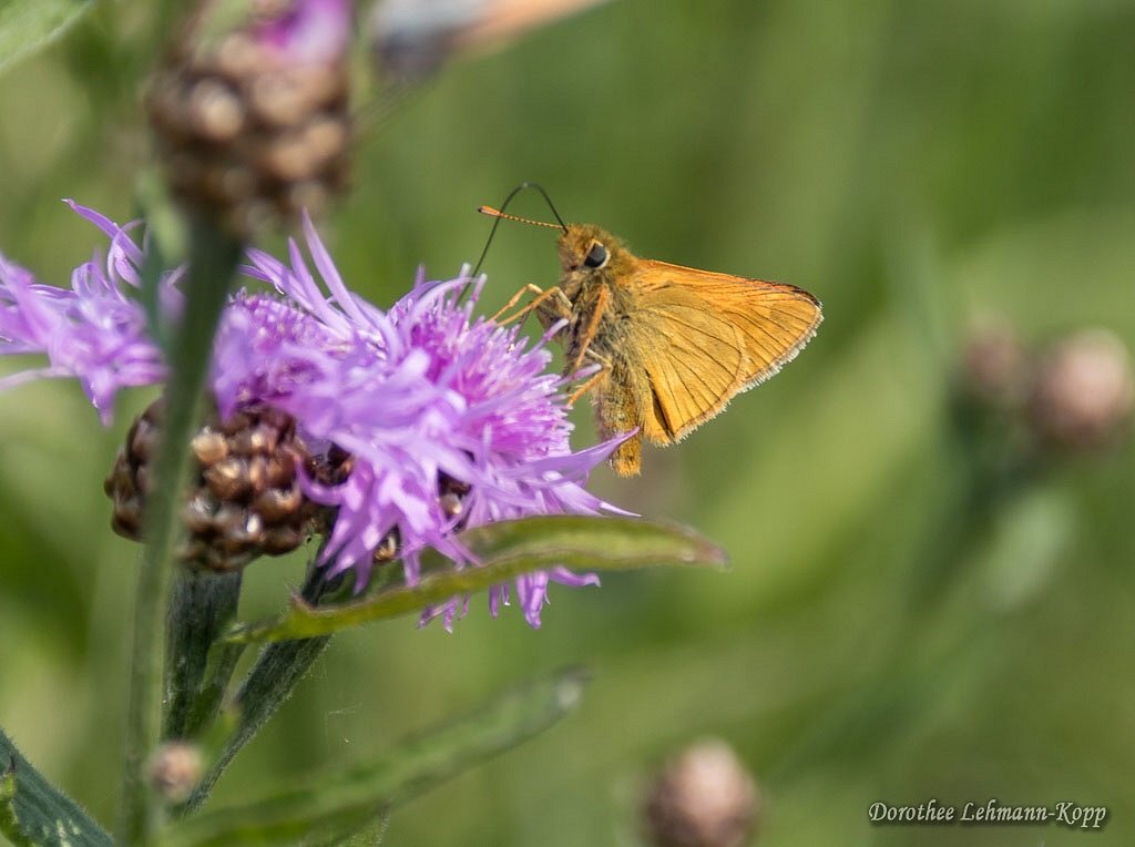 Schmetterlinge im Hohen Venn, Ostbelgien