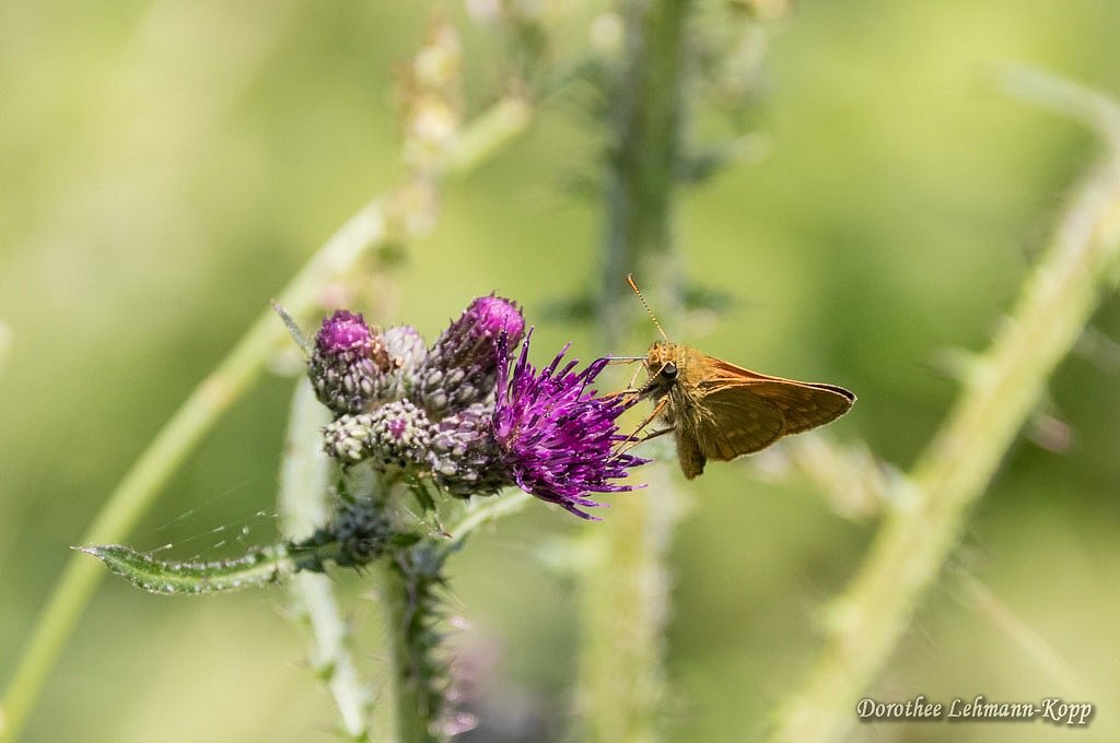 Schmetterlinge im Hohen Venn, Ostbelgien