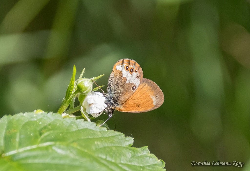 Schmetterlinge im Hohen Venn, Ostbelgien