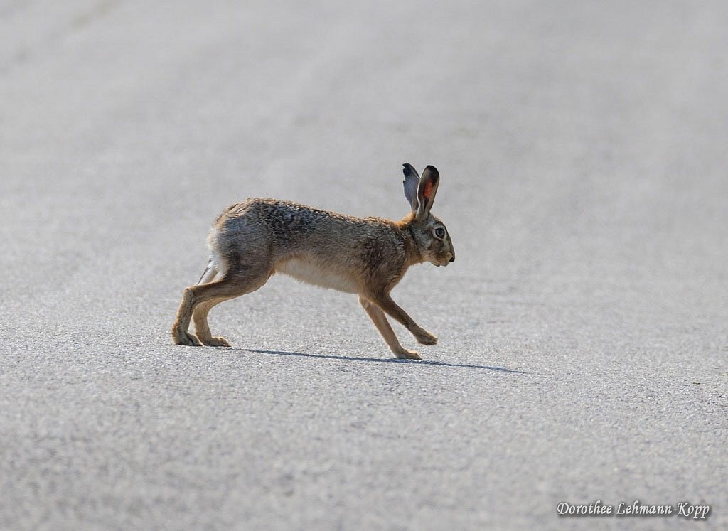 Hase