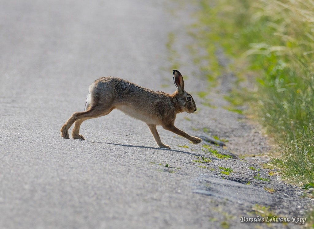 Hase