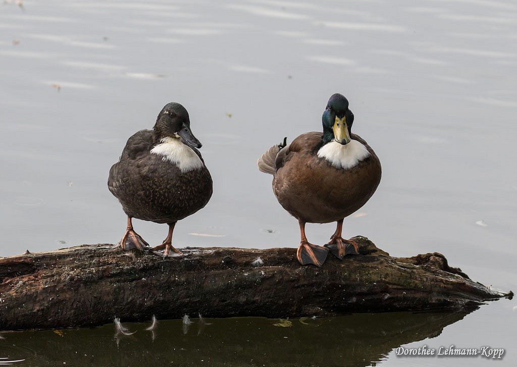 Enten Hybride