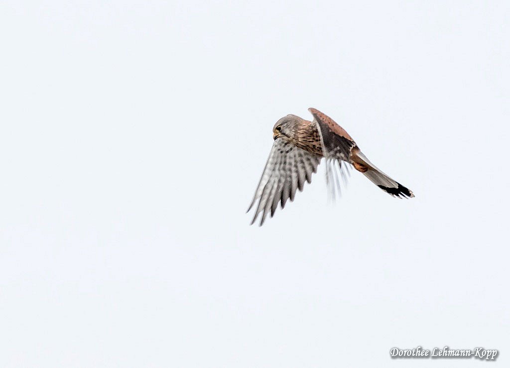 Turmfalken Terzel im Ruettelflug