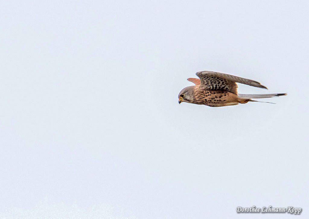 Turmfalken Terzel im Ruettelflug