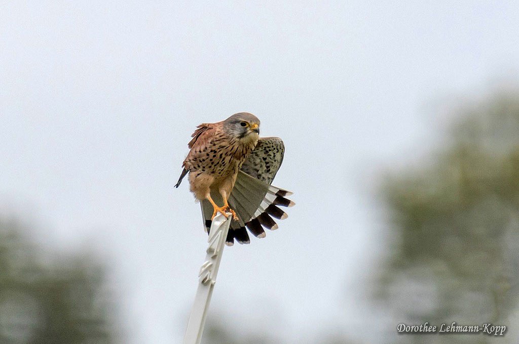 Turmfalke Terzel