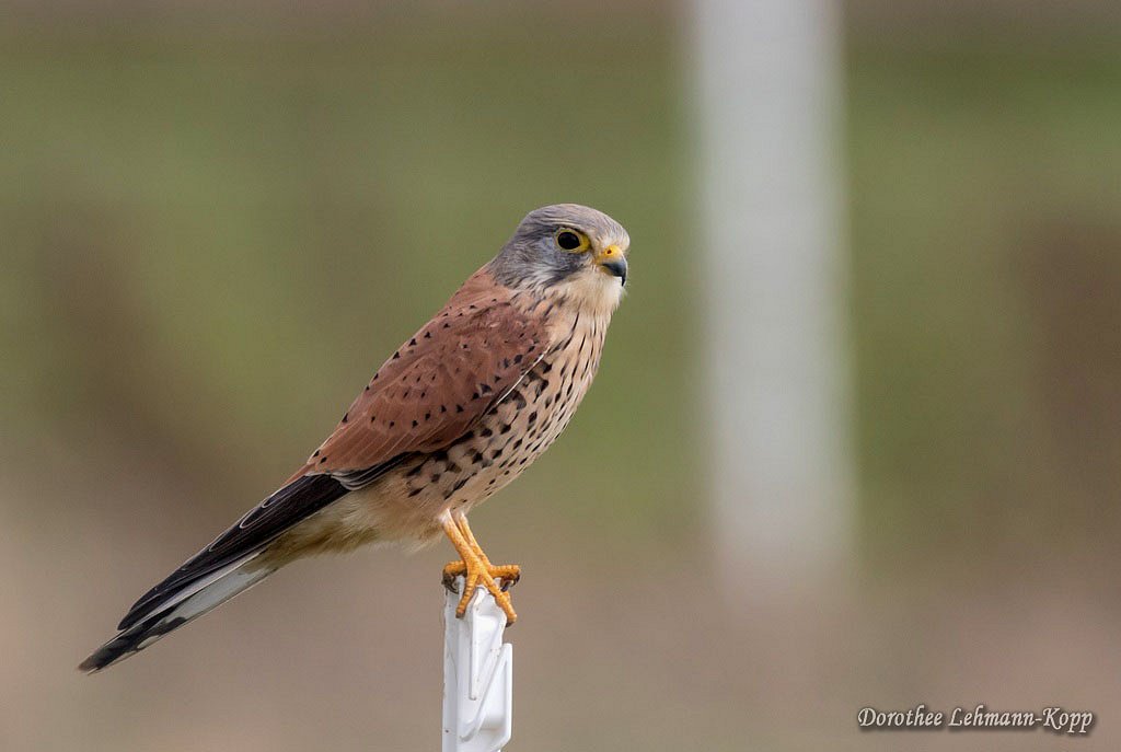 Turmfalke Terzel