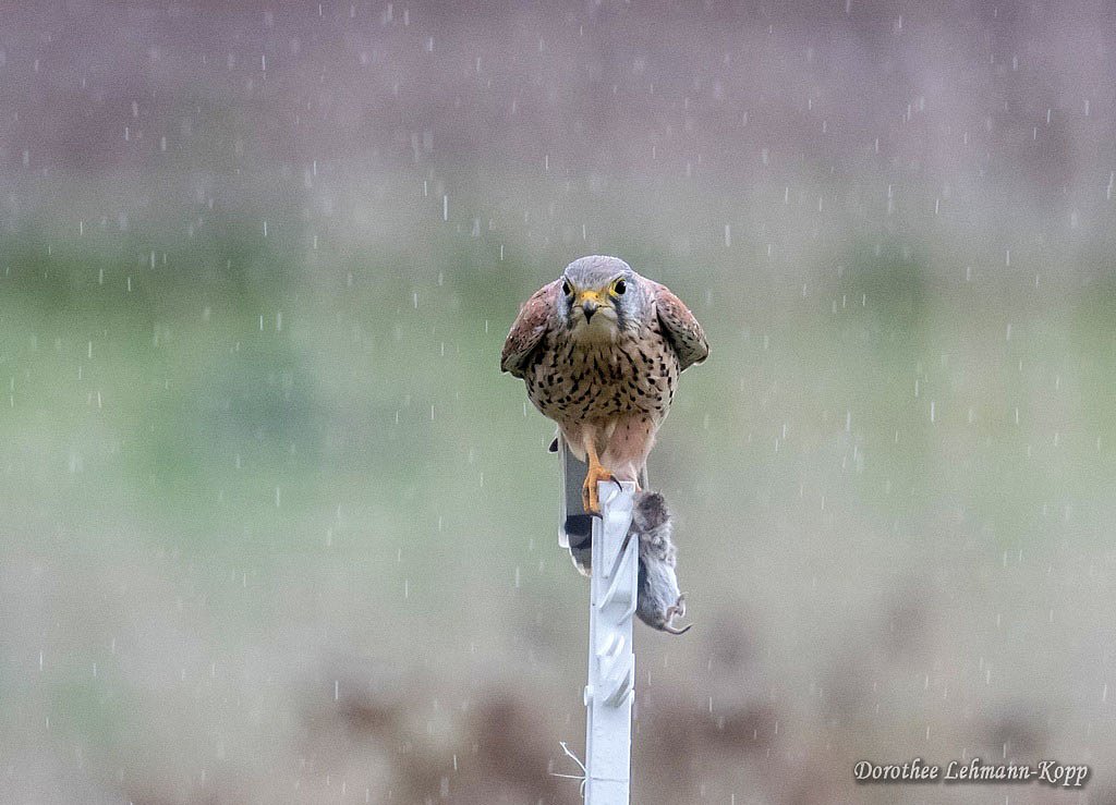 Turmfalkenterzel mit Beute, im Regen