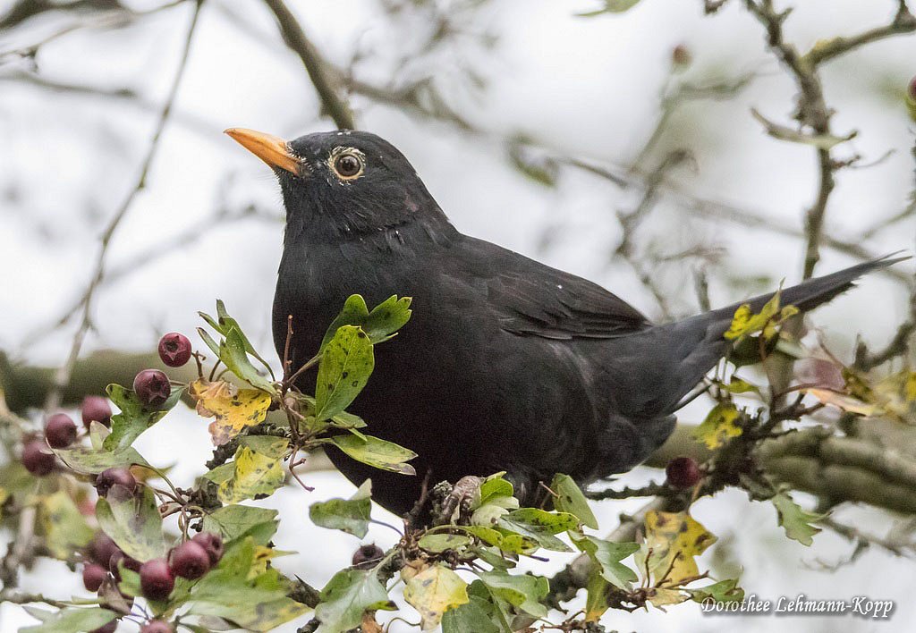 Amsel
