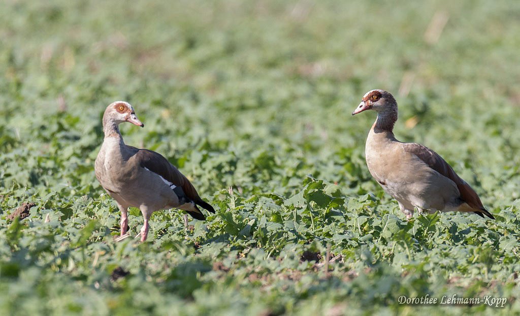 Nilgänse