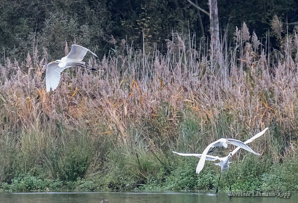 Silberreiher, Belegbilder