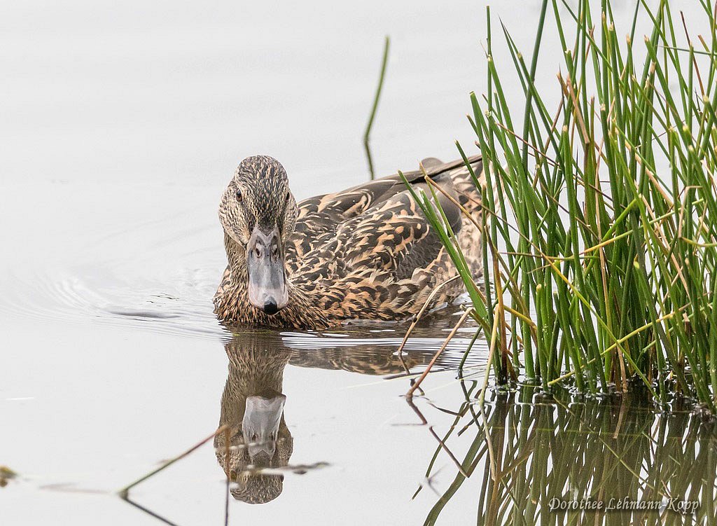 Stockente weiblich