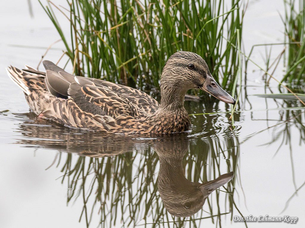 Stockente weiblich