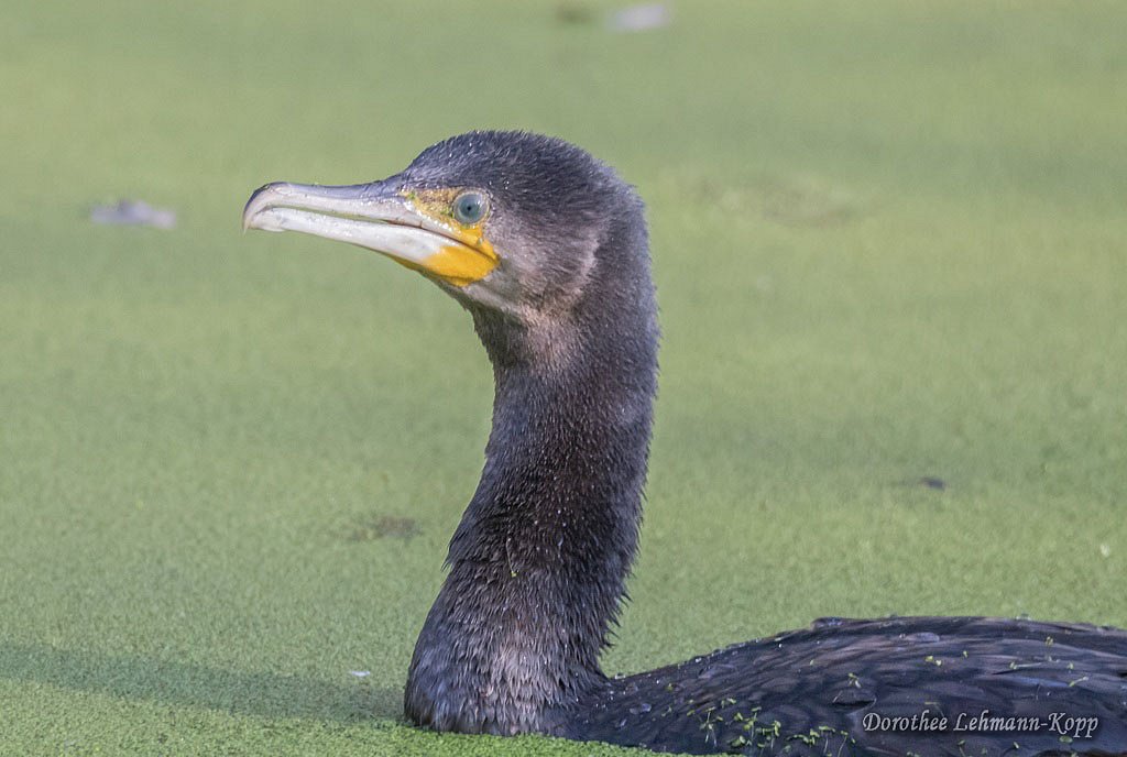 Kormoran