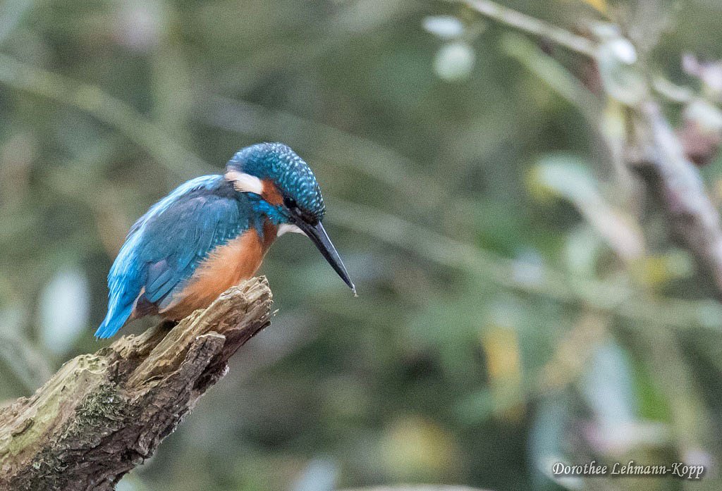 Eisvogel