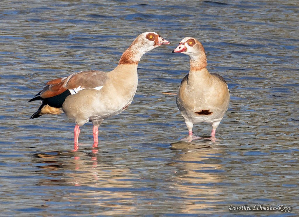 Nilgans