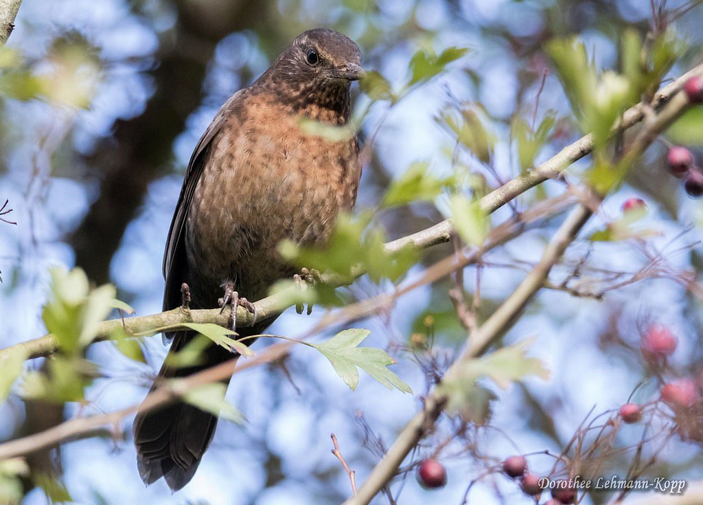 Amsel weiblich