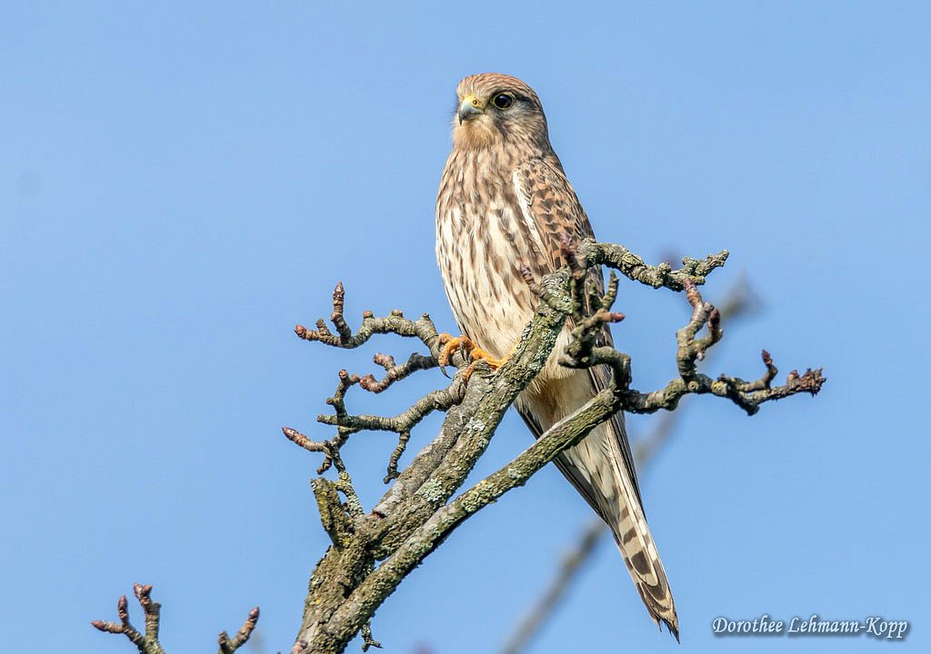 Turmfalke weiblich