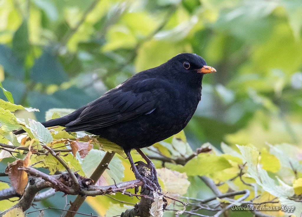 Amsel