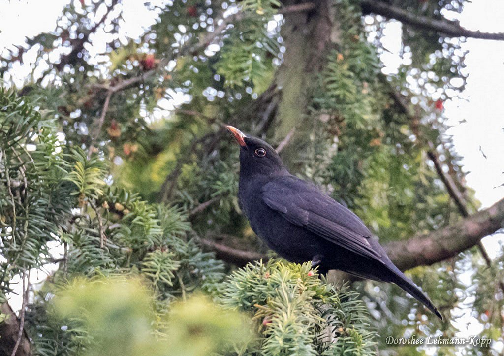 Amsel
