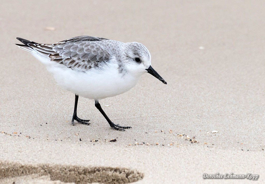 Sanderling