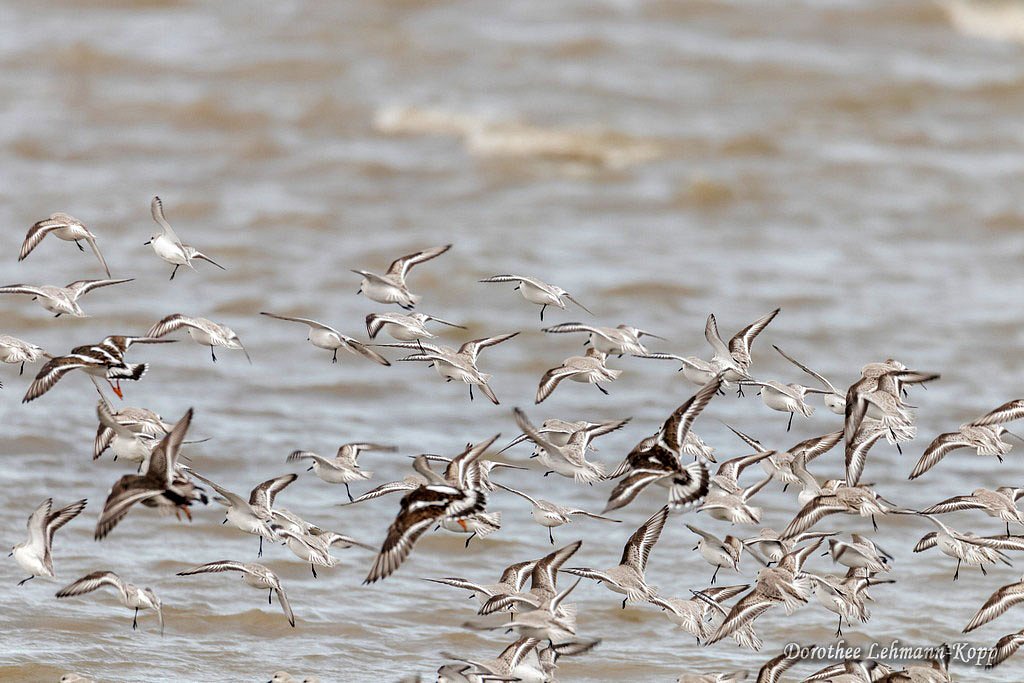 Sanderling und Steinwaelzer
