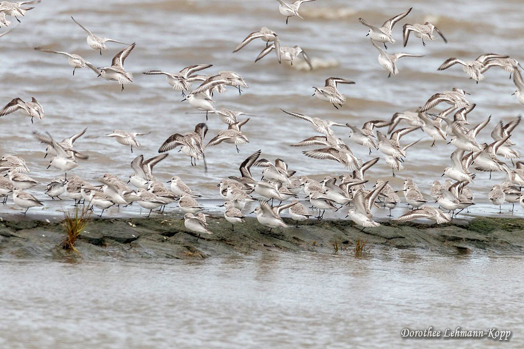 Sanderling und Steinwaelzer