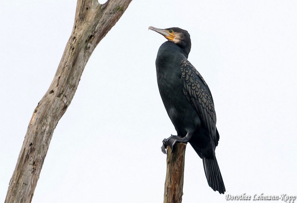 Kormoran