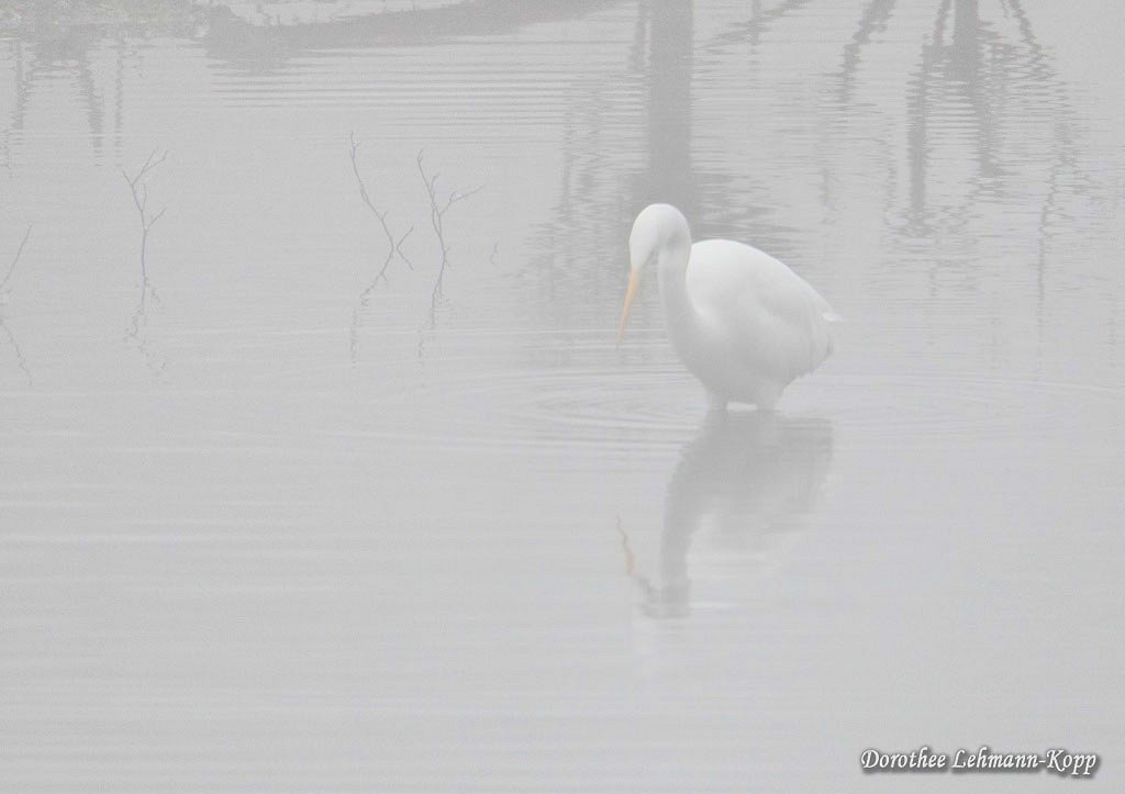 Silberreiher im Nebel