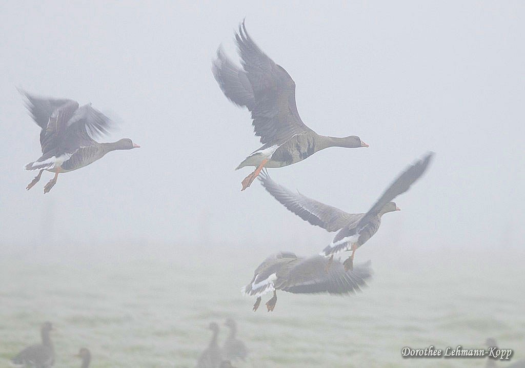 Blaessgaense im Nebel