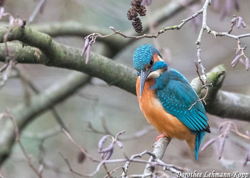 Eisvogel